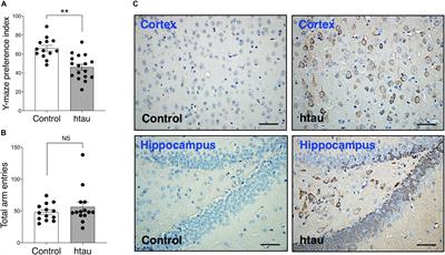 Marked Mild Cognitive Deficits in Humanized Mouse Model of Alzheimer’s-Type Tau Pathology